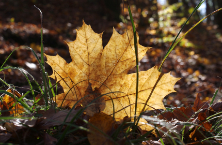 Podzimn&iacute; detail.