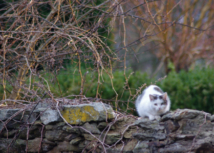 Konkurence Kiri, vetřelec.