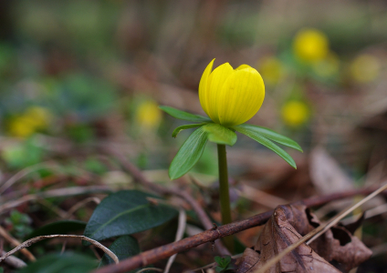 Talov&iacute;n v lednu.