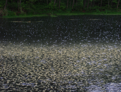 Chytil n&aacute;s d&eacute;&scaron;ť.