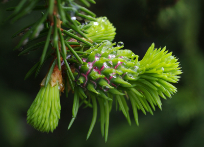 Čerstv&eacute; jehlič&iacute;.