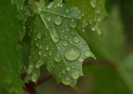 Javor po de&scaron;ti.