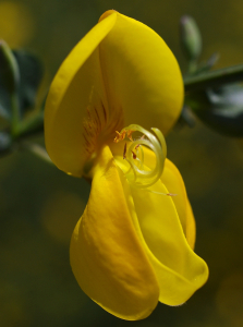 Květ po de&scaron;ti.