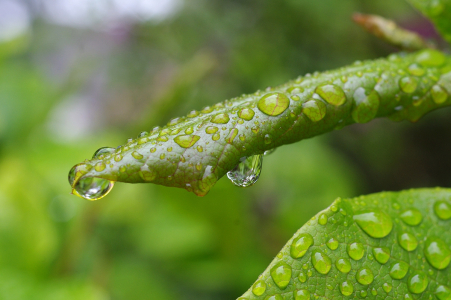 List po de&scaron;ti.