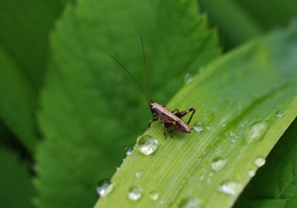 Mal&yacute; lučn&iacute; kon&iacute;k.