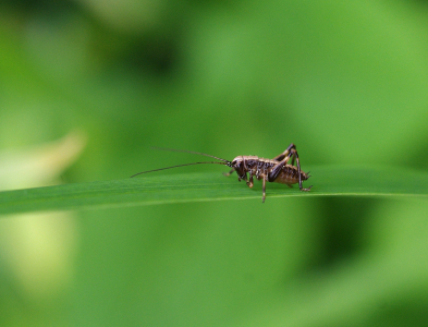 Mal&yacute; lučn&iacute; kon&iacute;k.