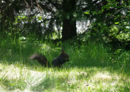 M&aacute;me na zahradě veverku.