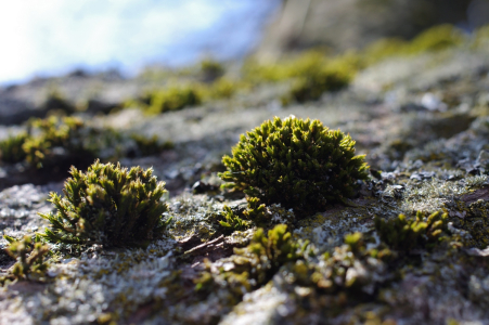 Mech na bř&iacute;ze.