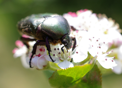 Megabrouk na květu.