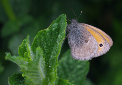 Mot&yacute;l ze zahrady.