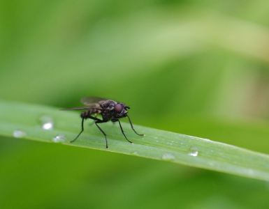 Moucha po de&scaron;ti.