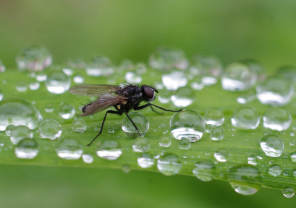 Osvěžen&iacute; a moucha.