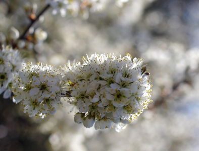 Rozkvetl&eacute; jaro.