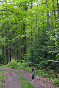 Trpasl&iacute;k v jarn&iacute;m lese.