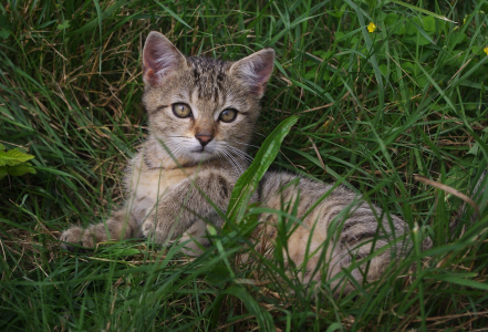 Měd&iacute;k je kočička a ř&iacute;k&aacute;me mu Kot&iacute;k.