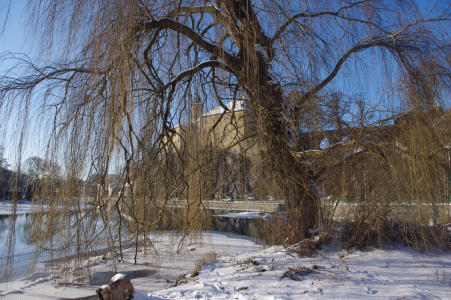 S&aacute;zavsk&aacute; vrba s hradem v pozad&iacute;.