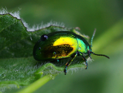 Mandelinky zelen&eacute; n&aacute;m žerou m&aacute;tu.