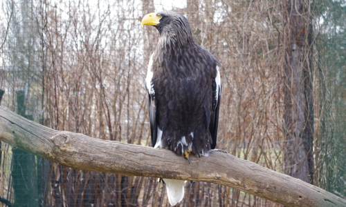 Orel v&yacute;chodn&iacute; m&aacute; kr&aacute;sně zbarven&yacute; zob&aacute;k.