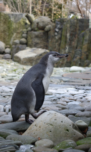 Tučň&aacute;k samot&aacute;ř, kter&yacute; se ne&uacute;častn&iacute; radov&aacute;nek ve vodě.