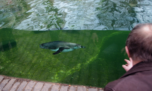 Tučň&aacute;k proplpouv&aacute; těsně kolem skla.