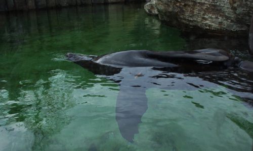 Tuleň odpoč&iacute;vaj&iacute;c&iacute; na vodn&iacute; hladině.