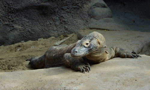 Varan komodsk&yacute; vypad&aacute; spokojeně.