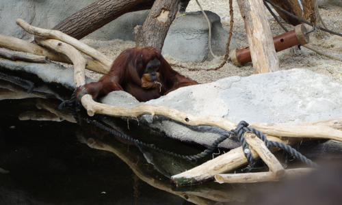 Chud&aacute;ka orangutana okukuje neust&aacute;le houf lid&iacute;.