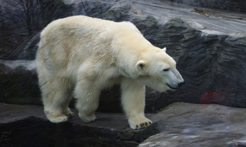 Ledn&iacute; medvěd se proch&aacute;z&iacute; ve v&yacute;běhu.