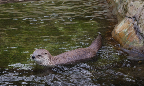 Vydr&yacute;sek se rochn&iacute; ve vodě.