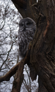 Vykulen&yacute; pu&scaron;t&iacute;k kouk&aacute;, jak jej fotografuju.