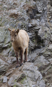 Mal&yacute; kozoroh na strm&eacute; sk&aacute;le.