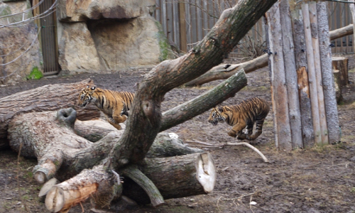 Mlad&iacute; tygři se vz&aacute;jemně hon&iacute; ve v&yacute;běhu.