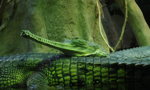 Spokojen&yacute; gavi&aacute;l indick&yacute; si z&aacute;jmu n&aacute;v&scaron;těvn&iacute;ků vůbec nev&scaron;&iacute;m&aacute;.