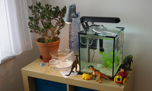 &Scaron;imon si postavil druhohory kolem akv&aacute;ria.