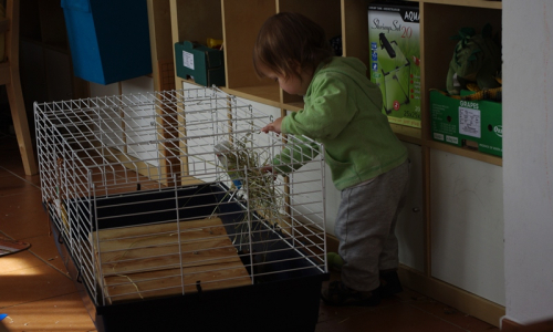 Matěj si hraje s morčaty.