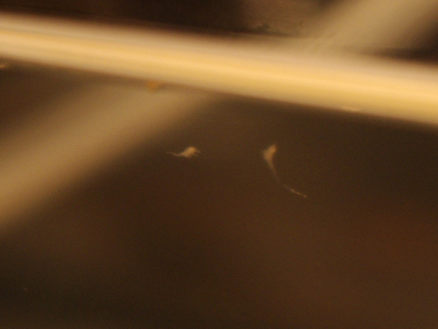 13-krouzivy-pohyb-loping