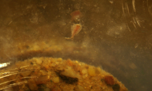 02-listonoh-na-pisku