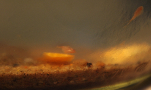 03-listonoh-na-mrkvi