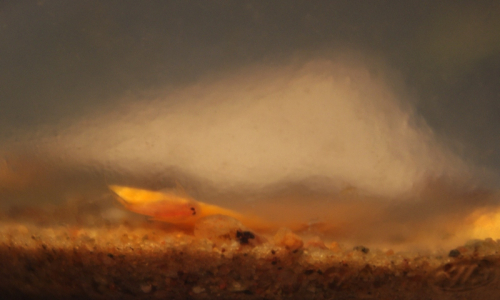 04-listonoh-na-mrkvi-hlavou-dolu