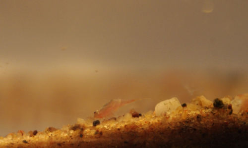 05-listonoh-smejdi-po-dne