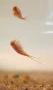 07-2-listonohove-updown