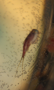 08-listonoh-kraj-nadoby-bubliny