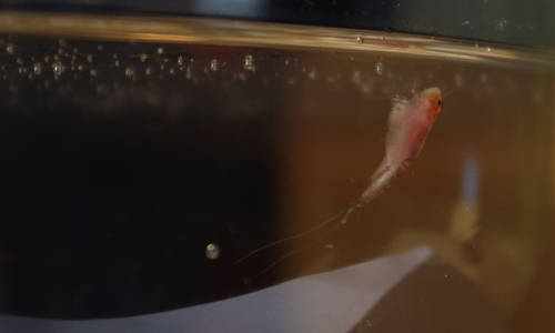 12-typicky-listonoh-u-hladiny