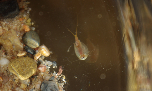 13-listonoh-prusvitny