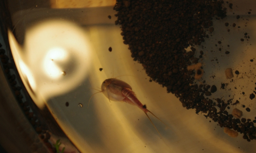 01-listonoh-substrat