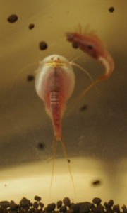 05-dvojice-akrobacie