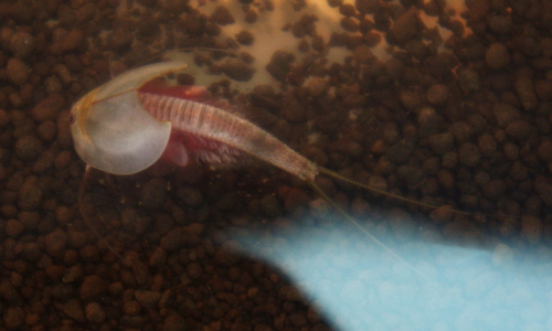 11-smejdeni-a-vajicka