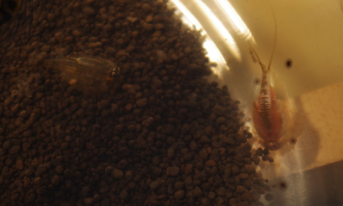 13-listonoh-a-kabatek-s-vajicky