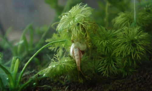 19-listonoh-v-podrostu