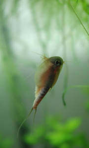 23-listonoh-miri-k-hladine